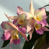 Cattleya Iwanagara Apple Blossom
